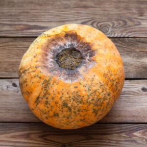 square pumpkin